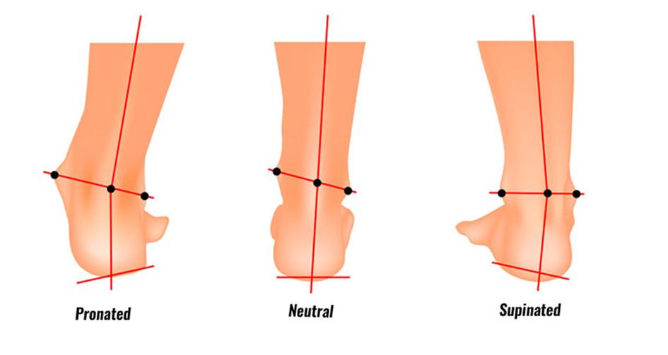 The difference between supination & pronation